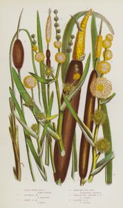 Plantes à fleurs de Grande-Bretagne : Massette à larges feuilles, Massette à feuilles étroites, Massette naine, Rubanier rameux, Rubanier dressé non rameux, Rubanier flottant - English School
