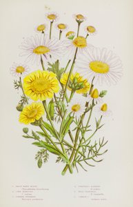 Plantes à fleurs de Grande-Bretagne : Grande marguerite blanche, Souci des champs, Grande camomille, Matricaire inodore, Camomille sauvage, Camomille commune - English School