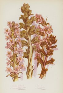 Plantes à fleurs de Grande-Bretagne : Orobanche plus grande, Orobanche à odeur de clou de girofle, Orobanche rouge, Orobanche haute