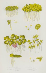 Plantes à fleurs de Grande-Bretagne : Lentille d