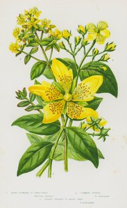 Plantes à fleurs de Grande-Bretagne : Millepertuis à grandes fleurs, Tustan commun, Millepertuis à tige carrée - English School