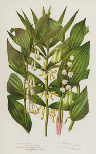 Plantes à fleurs de Grande-Bretagne : Muguet, Sceau de Salomon à feuilles étroites, Sceau de Salomon commun, Sceau de Salomon angulaire - English School