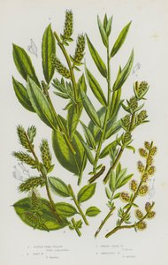 Plantes à fleurs de Grande-Bretagne : Saule arborescent, Saule de Don, Saule soyeux nain, Saule ambigu
