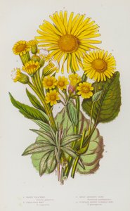 Plantes à fleurs de Grande-Bretagne : Pulicaire des marais, Pulicaire des champs, Doronic à feuilles de plantain