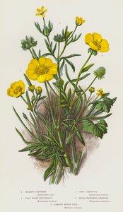 Plantes à fleurs de Grande-Bretagne : Renoncule des prés, Renoncule velue pâle, Renoncule des champs, Petite renoncule, Queue de souris commune - English School