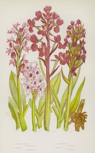 Plantes à fleurs de Grande-Bretagne : Orchis militaire, Orchis singe, Orchis à fleurs lâches, Orchis des marais