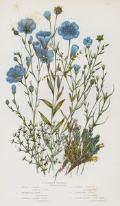 Plantes à fleurs de Grande-Bretagne : Cyphelle mousseuse, Lin vivace, Lin à feuilles étroites, Lin commun, Lin cathartique, Lin à feuilles de thym, Buffonie élancée - English School