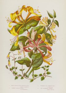 Plantes à fleurs de Grande-Bretagne : Chèvrefeuille perfolié pâle, Chèvrefeuille commun, Chèvrefeuille des mouches dressé, Linnée à deux fleurs - English School