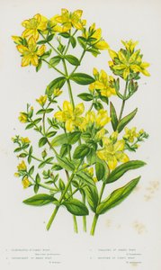 Plantes à fleurs de Grande-Bretagne : Millepertuis perforé, Millepertuis non perforé, Millepertuis rampant, Millepertuis des montagnes