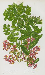 Plantes à fleurs de Grande-Bretagne : Euphorbe pourpre, Euphorbe des jardins, Euphorbe à larges feuilles verruqueuses, Euphorbe irlandaise - English School