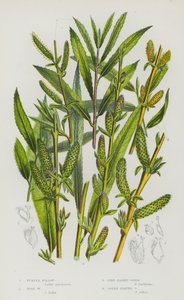 Plantes à fleurs de Grande-Bretagne : Saule pourpre, Saule rose, Osier à feuilles de pin, Osier à feuilles vertes