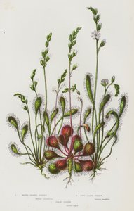 Plantes à fleurs de Grande-Bretagne : Rossolis à feuilles rondes, Rossolis à longues feuilles, Grand Rossolis - English School