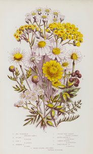 Plantes à fleurs de Grande-Bretagne : Camomille maritime, Camomille à œil de bœuf, Camomille des champs, Camomille puante, Achillée millefeuille, Achillée à feuilles ponctuées, Millefeuille commune, Millefeuille laineuse (lithographie en couleur) - English School