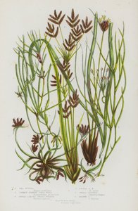 Plantes à fleurs de Grande-Bretagne : Ruppia maritime, Zannichellie des marais, Zostère marine à larges feuilles, Zostère naine, Souchet odorant, Souchet brun, Jonc des marais noirs