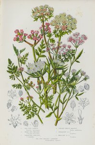 Plantes à fleurs de Grande-Bretagne : Carotte de bord de mer, Petite persil de bord de mer, Grande persil de bord de mer, Persil de haie dressé, Persil de haie étalé, Persil de haie noué, Samphire épineux de bord de mer