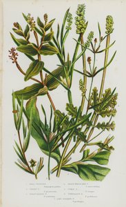 Plantes à fleurs de Grande-Bretagne : Potamot nain, Potamot herbacé, Potamot à feuilles aiguës, Potamot semblable à la zostère, Potamot crispé, Potamot perfolié, Potamot à longues tiges