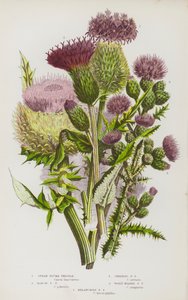 Plantes à fleurs de Grande-Bretagne : Chardon plumeux lancéolé, Chardon plumeux des marais, Chardon plumeux rampant, Chardon plumeux laineux, Chardon plumeux mélancolique - English School
