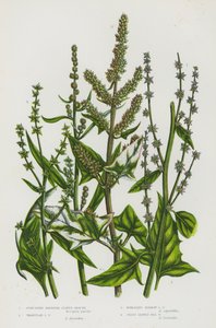 Plantes à fleurs de Grande-Bretagne : Arroche à feuilles de hallebarde, Arroche à feuilles triangulaires, Arroche étroite, Arroche maritime