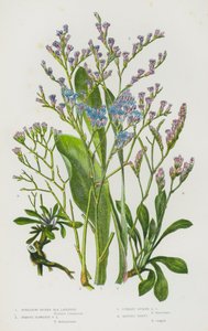 Plantes à fleurs de Grande-Bretagne : Lavande de mer à épis étalés, Lavande de mer à fleurs éloignées, Lavande de mer à épis dressés, Armeria en touffes - English School