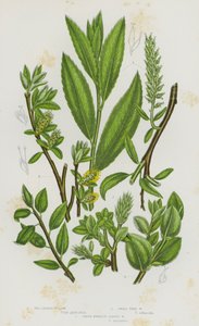 Plantes à fleurs de Grande-Bretagne : Saule à feuilles de thé, Saule arborescent, Saule à feuilles de myrtille