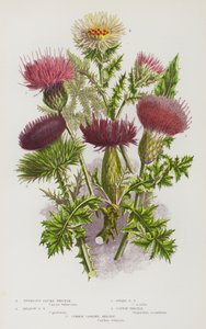Plantes à fleurs de Grande-Bretagne : Chardon plumeux tubéreux, Chardon plumeux des prés, Chardon plumeux nain, Chardon coton, Chardon commun - English School