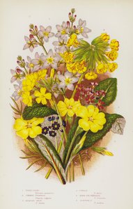 Plantes à fleurs de Grande-Bretagne : Violette d