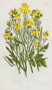 Plantes à fleurs de Grande-Bretagne : Moutarde sauvage, Moutarde blanche, Moutarde commune, Moutarde à feuilles étroites, Moutarde des sables