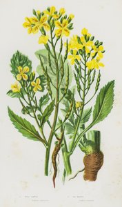 Plantes à fleurs de Grande-Bretagne : Radis sauvage, Radis de mer - English School