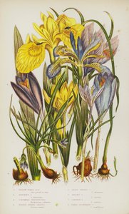 Plantes à fleurs de Grande-Bretagne : Iris des marais, Iris fétide, Trichonema de Columna, Crocus printanier pourpre, Petit crocus printanier, Crocus doré, Crocus safran, Crocus à fleurs nues - English School