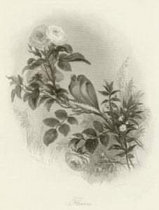 Fleurs
