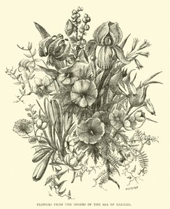 Fleurs des rives de la mer de Galilée - English School