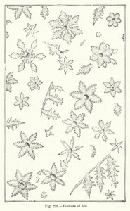 Fleurs de glace (gravure)