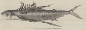 Poisson volant, avec une croissance parasitaire sur son dos (gravure) - English School
