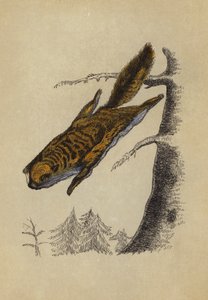 Écureuil volant