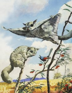 Écureuils volants