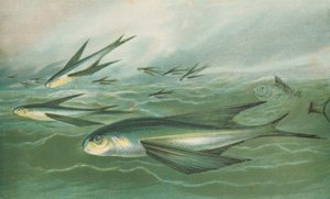 Poissons volants