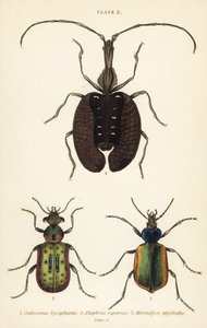 Chasseur de chenilles forestières, Calosoma sycophanta 1, carabe, Elaphrus riparius 2, et coléoptère violon, Mormolyce phyllodes 3 - English School