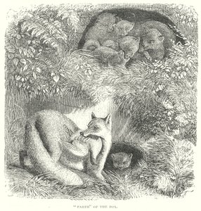 Renard (gravure) - English School