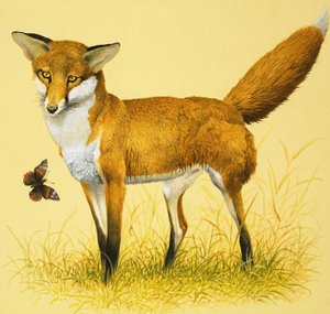 Renard et Papillon