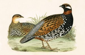 Francolin, illustration tirée de 