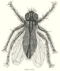 La mouche de Fred (gravure) - English School
