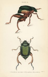 Coléoptère à pattes de grenouille ou coléoptère kangourou, Sagra papuana 1, et coléoptère feuille brillant, Chrysophora chrysochlora 2 - English School
