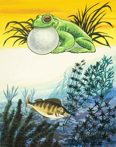 Grenouille et poisson - English School