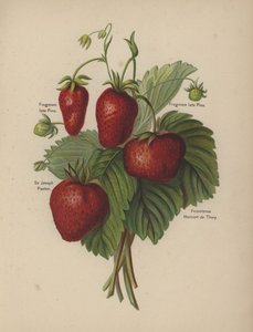 Frogmore late Pine, Sir Joseph Paxton, Vicomtesse Hericart de Thury
