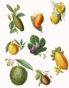 Fruit