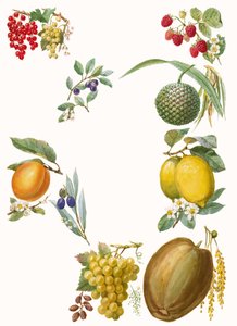 Fruits - English School