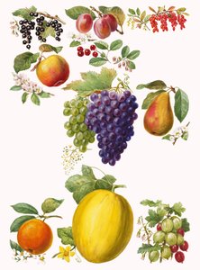 Fruits
