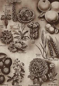 Fruits, légumes et fleurs et les variétés sauvages dont ils sont issus - English School