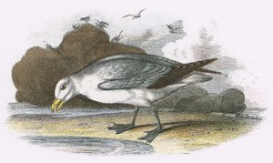 Fulmar