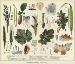 Maladies fongiques des plantes - English School